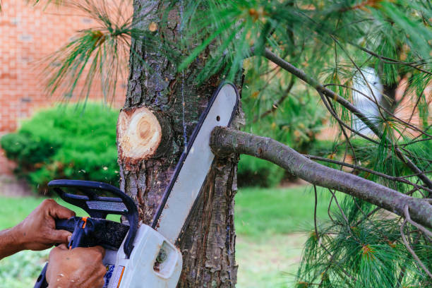 Best Professional Tree Care  in Valley Springs, CA